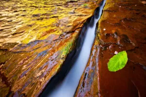 leaf next to water filled crack in sandstone